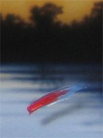 publications01.jpg